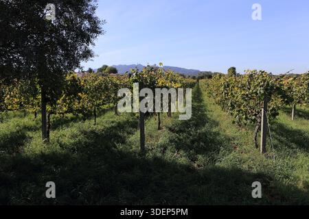 Ponte de Lima, Portugal - 26. September 2025: Üppig grüne Weinberge Reihen sich unter klarem blauen Himmel mit fernen Hügeln Stockfoto