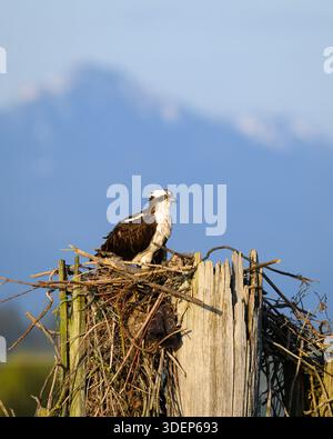 Osprey Pandion haliaetus steht im Nest auf einem großen Holzpfosten Stockfoto