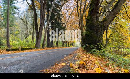 Sycamore-Bäume säumen eine Landstraße mit Herbstlaub auf dem Boden in Gelb und Orange Stockfoto