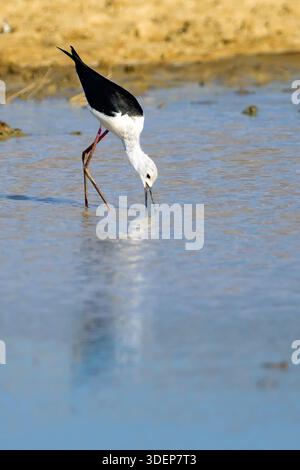 Schwarzflügelstelzen (Himantopus himantopus) füttern im Kgalagadi Transfrontier Park, Südafrika. Stockfoto
