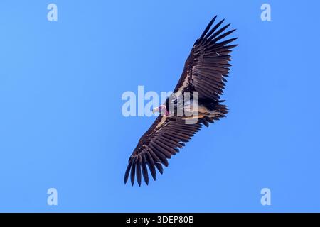 Torgos tracheliotus (gelappter Geier) im Kgalagadi Transfrontier Park, Südafrika. Stockfoto