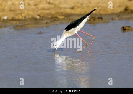 Schwarzflügelstelzen (Himantopus himantopus) füttern im Kgalagadi Transfrontier Park, Südafrika. Stockfoto