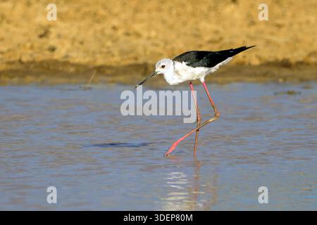 Schwarzflügelpfahl (Himantopus himantopus) im Kgalagadi Transfrontier Park, Südafrika. Stockfoto