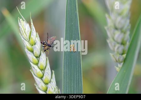 Getreideschädlinge, Getreideblattlaus-Kolonie und Europäische Weizenstamm-Säge oder Weizenstamm-Borer, Cephus pygmaeus auf einem Weizenfeld. Stockfoto