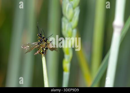 Europäische Weizenstamm-Säge oder Weizenstamm-Borer, Cephus pygmaeus. Drei Männchen paaren sich mit einem Weibchen auf einem Getreidefeld. Stockfoto