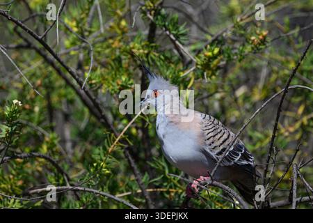 Eine Haubentaube (Ocyphaps lophotes), die in einer Vegetation in Port Augusta, Südaustralien, thront. Stockfoto
