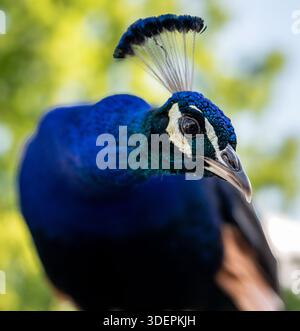 Männlicher Pfauenkopf Nahporträt mit leuchtend blau schillernden Federn und markanter Wappenkrone mit natürlichem Bokeh Hintergrund. Stockfoto