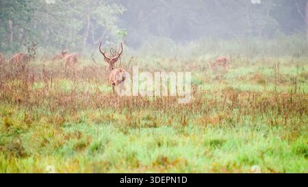 Ein majestätischer Chitalhirsch (Achsenachse) mit Geweih steht auf einer nebeligen Wiese, umgeben von Bäumen und anderen Hirschen im Hintergrund. Stockfoto