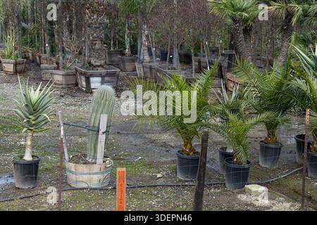 Kakteen- und Palmenpflanzen sind in Töpfen in einem Kindergarten angeordnet. Das Gebiet zeigt verschiedene Pflanzen in Schmutz, mit etwas Wasser auf dem Boden. Stockfoto