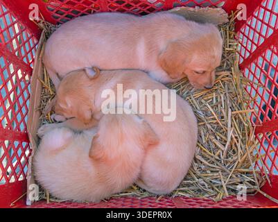 Neugeborene Labrador Retriver Welpen Hund im Korb Stockfoto