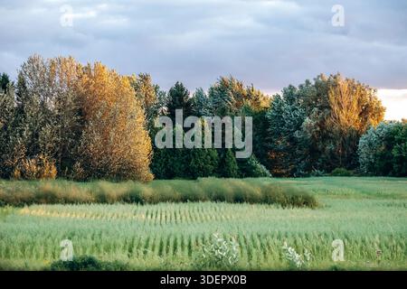 Herbstlandschaft mit goldenen Bäumen, grünem Grasfeld und bewölktem Himmel, Mashteuiatsh nahe Lac Saint-Jean, Kanada Stockfoto