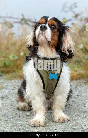 Dreifarbiger Kavalier König Charles Spaniel Stockfoto