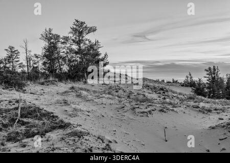 Sanddünen treffen in der Abenddämmerung auf Jack Pine Trees. Die Szene fängt die natürliche Schönheit des Ludington State Park bei schlechten Lichtverhältnissen in Michigan ein. Stockfoto