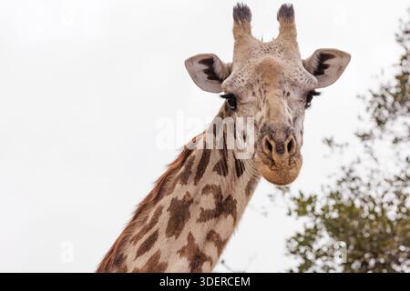 Nahaufnahme Porträt einer Masai Giraffe Stockfoto