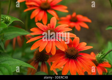 Eine Gruppe orangefarbener Echinacea-Blüten, die in einem Garten wachsen. Stockfoto
