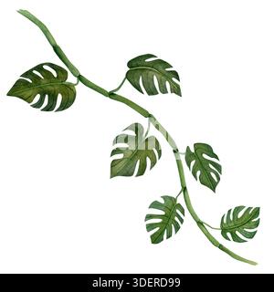 Grüne Monstera Blätter Zweig. Tropische Pflanze. Handgemalte Aquarellabbildung isoliert auf weißem Hintergrund. Designelement für Stoffe Stockfoto
