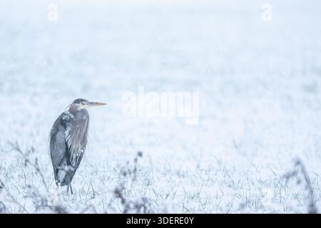 Ein erwachsener großer blauer Reiher und ein schneebedecktes Feld im Bundesstaat Washington Stockfoto