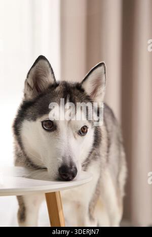 Porträt eines sibirischen Huskys, der neben einem Tisch in einem sanft beleuchteten Innenraum steht. Das Bild konzentriert sich auf den wachsamen Ausdruck des Hundes und das dicke Fellfell in A Stockfoto