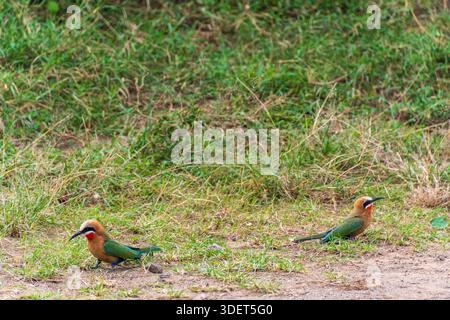 Teleobjektiv von zwei Bienenfressern mit weißem Frontenrand - Merops Bullockoides - in der Nähe des Lake Nakuru National Park in Kenia Stockfoto