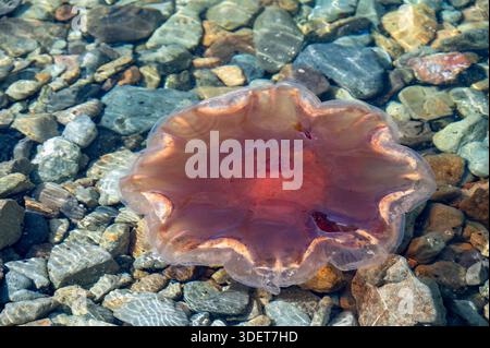Rötliche Quallen an einem Kiesstrand, Haida Gwaii, British Columbia, Kanada. Stockfoto