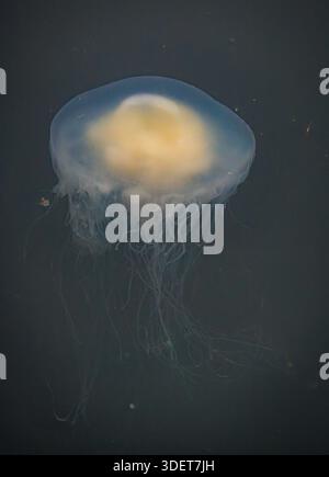 Vertikale Ansicht einer Eidotterqualle (Phacellophora camtschatica), die im September 2025 in den nährstoffreichen Gewässern Haida Gwaii (Kanada) driftete. Stockfoto