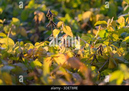 Sonnendurchflutete Sojabohnenpflanzen bei goldenem Sonnenuntergang, warme Hintergrundbeleuchtung auf Schoten und Blättern, geringe Tiefe des Feldes, Spätsommerstimmung, Feld bereit für die Ernte, Sustaina Stockfoto