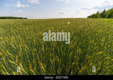Eine atemberaubend schöne Aussicht auf ein riesiges grünes Weizenfeld unter einem breiten blauen Himmel voller flauschiger weißer Wolken Stockfoto