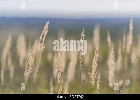 Eine ruhige und ruhige Szene mit hohen, goldenen Gräsern, die sanft in der sanften Brise schweben Stockfoto