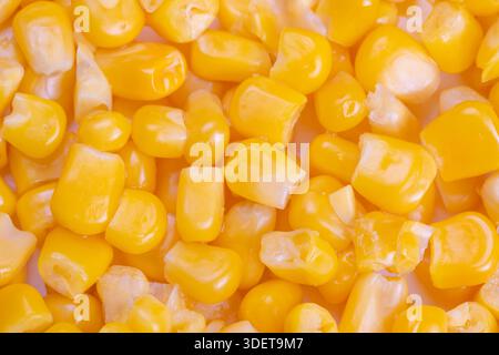 Makronahrung fokussierte süße Maiskerne Detail enthüllen Oberflächenbeschaffenheit und Feuchtigkeit, konzeptionelles Bild für Ernährung, Vitamine, gesunde Ernährung und Ingestion Stockfoto