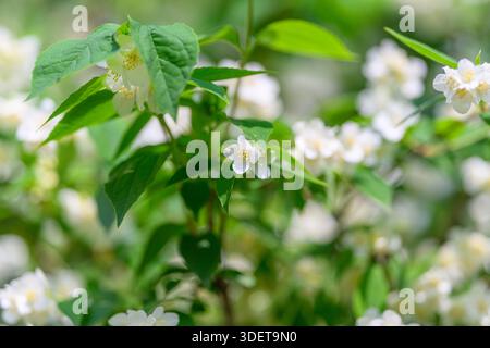 In einer ruhigen Umgebung finden Sie wunderschöne weiße Jasminblüten, eingebettet zwischen leuchtend grünen Blättern Stockfoto