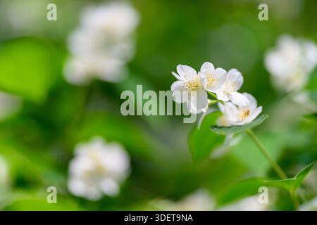 Eine Nahaufnahme von atemberaubenden weißen Blumen inmitten von leuchtend grünem Laub, perfekt für Naturmotive. Stockfoto