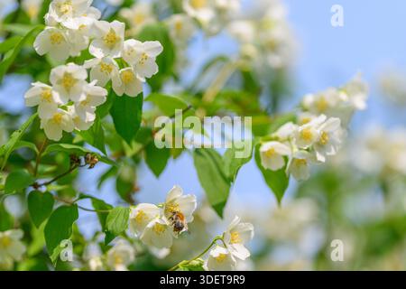 Zarte weiße Jasminblüten blühen in voller Blüte und locken Bienen an, wenn sie vor einem klaren blauen Himmel blühen Stockfoto