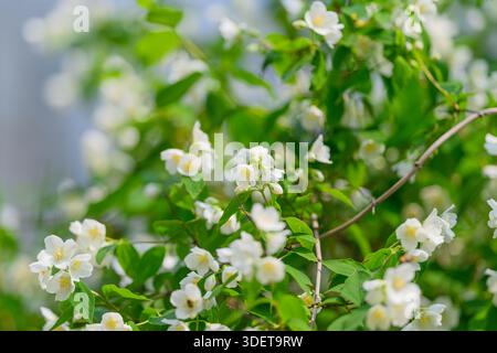 Eine faszinierende und malerische Szene mit zarten weißen Blumen, die wunderschön inmitten von leuchtend grünen Blättern blühen Stockfoto
