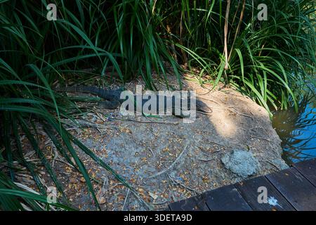 Asiatische Wassereidechse (Varanus salvator), die auf einem Sandufer neben tropischer Vegetation in Thailand ruht. Stockfoto