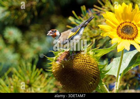 Der Europäische Goldfink [Carduelis carduelis] wurde bei der Extraktion von Sonnenblumenkernen im Schnabel gefangen, während er sich von reifem Samenkopf in einem lebendigen Gartenhabitat ernährt, Perfe Stockfoto