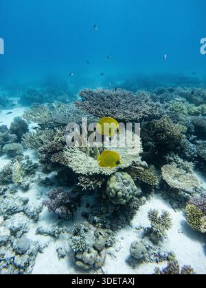Gelbschwanzfalter über einem Korallenriff im Roten Meer in der Nähe von Hurghada Stockfoto
