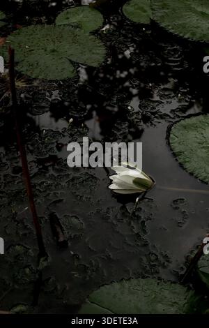 Lotus im Teich Stockfoto