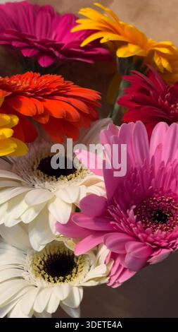 Lebhafte Gerbera Daisies in einem bunten Bouquet aus Valencia Stockfoto