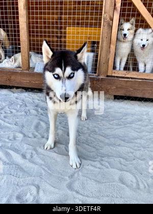 Ein auffälliger sibirischer Husky mit schwarz-weißen blauen Augen, der an einem sonnigen Tag in einem Hundepark im Freien aufmerksam in die Kamera schaut. Stockfoto