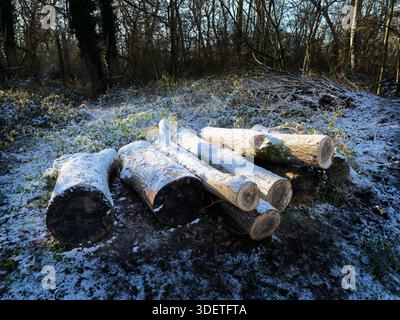 Haufen schneebedeckter Baumstämme im King's Wood Local Nature Reserve, Corby, England. Stockfoto