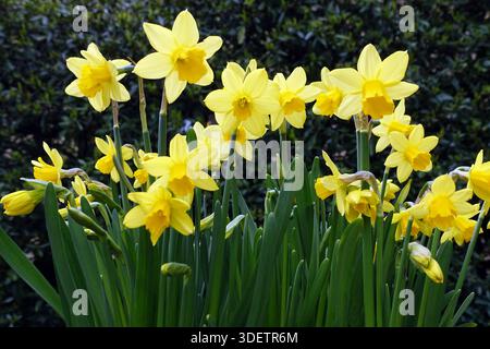 Gelbe Miniatur Narzissen 'Tete-a-Tete' (Narcissus Cyclamineus) Blumen, die in einem englischen Cottage Garden in Lancashire, England, Großbritannien angebaut werden. Stockfoto