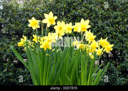 Gelbe Miniatur Narzissen 'Tete-a-Tete' (Narcissus Cyclamineus) Blumen, die in einem englischen Cottage Garden in Lancashire, England, Großbritannien angebaut werden. Stockfoto