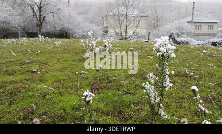 Ein grüner Rasen im Hinterhof mit Frost oder Resten von Neuschnee auf den Spitzen von Pflanzen und Ästen von Bäumen und Büschen in der Ferne Stockfoto