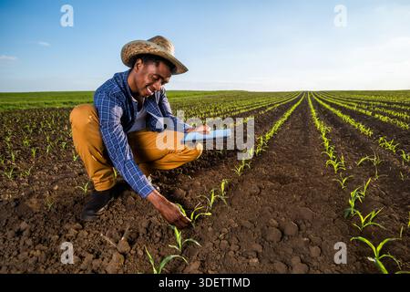 Ein afroamerikanischer Landwirt untersucht die Maisernte auf dem Feld. Er verwendet ein digitales Tablet. Stockfoto