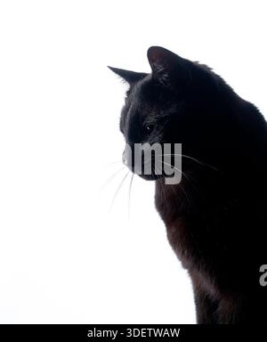 Seitenprofil einer schwarzen Katze auf weißem Hintergrund mit Blick nach unten Stockfoto
