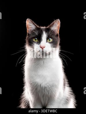 Porträt einer Tuxedo Cat, die in die Kamera schaut Stockfoto