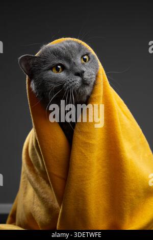 Süße flauschige britische Kurzhaarkatze mit kuscheliger Decke bedeckt Stockfoto