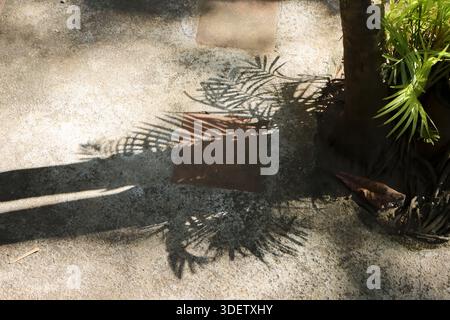 Kontrast dunkler Schatten des Palmenblattes auf sandigem Boden mit hellgrüner tropischer Pflanze mit künstlerischem Sommermuster und abstrakter Form der Natur o Stockfoto