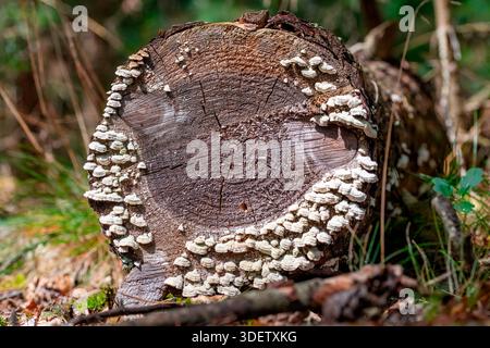 Nahaufnahme eines Baumstumpfes mit weißen Pilzen im Wald Stockfoto