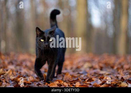 Schwarze Katze, die auf Herbstlaub im Wald läuft Stockfoto